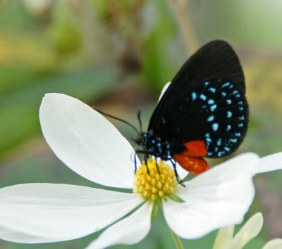 Naples Botanical Garden