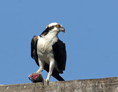 Osprey with Fish