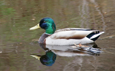 Mallard- not usually seen there 4-19-13