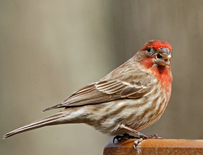 4/7/13- house finch with seed