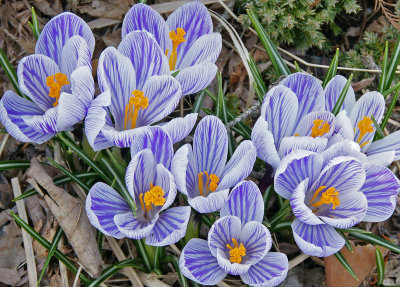 4/8/13- crocus