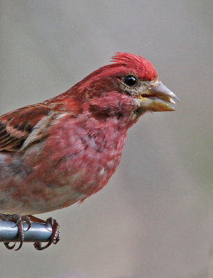 Male Purple Finch 4/14/13