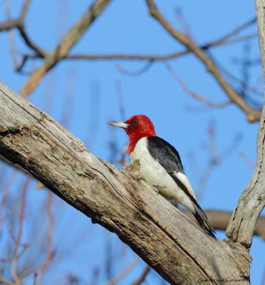 Red-headed Woodpecker/Pic à tête rouge