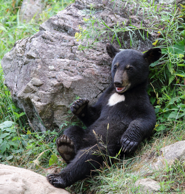 juvenile black bear/ourson noir