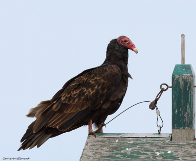 Urubu à tête rouge/Turkey Vulture
