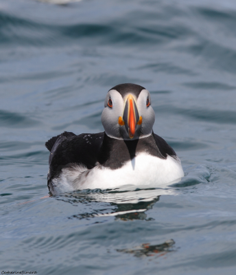 Puffin/Macareux moine