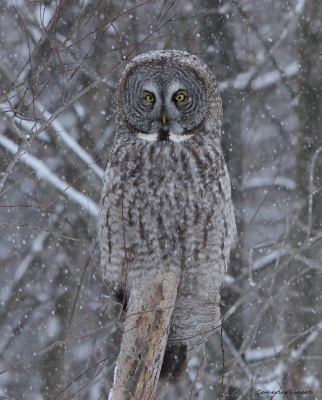 Great Gray Owl/Chouette lapone