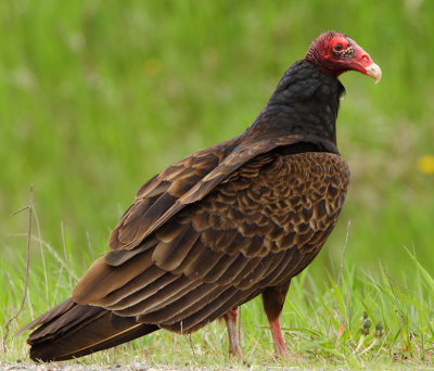 turkey vulture/urubu a tête rouge