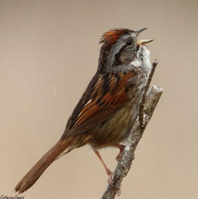 song sparrow/bruant chanteur