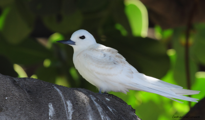 white tern/gygis blanche