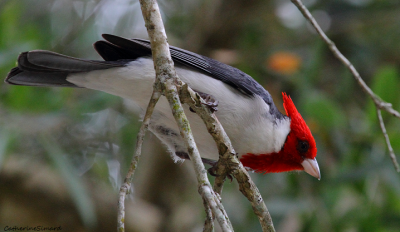 correction:  Red-crested Cardinal (Paroare huppé)