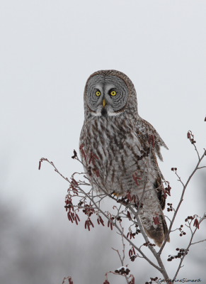 Great Gray Owl/Chouette lapone