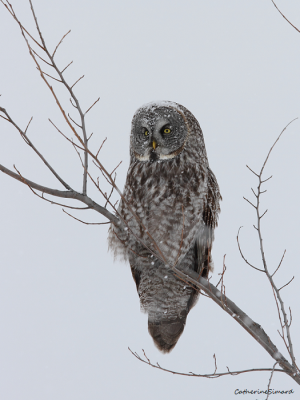 Great Gray Owl/Chouette lapone