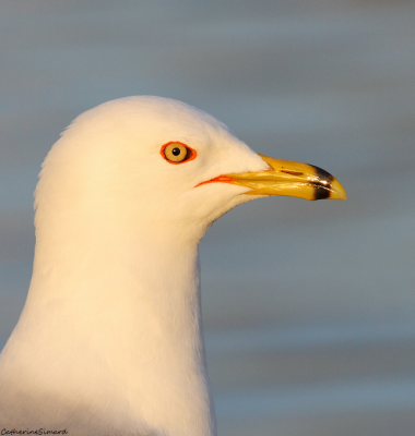 Ring-billed Gull/Goéland à bec cerclé