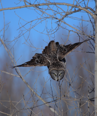 Great Gray Owl/Chouette lapone