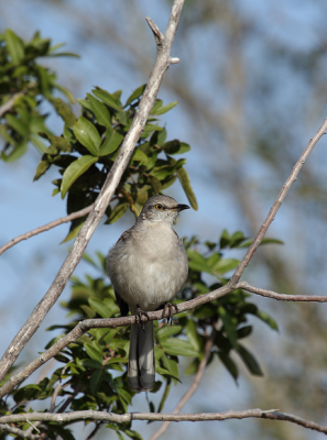 northern mockingbird/Moqueur polyglotte