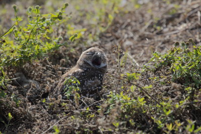 Chevêche des terriers/Burrowing Owl