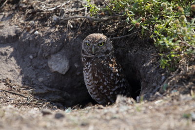 Chevêche des terriers/Burrowing Owl