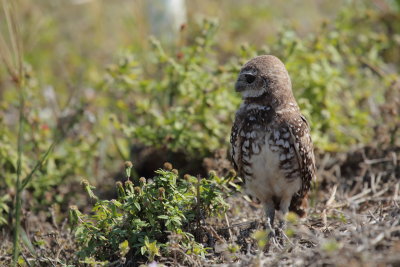 Chevêche des terriers/Burrowing Owl