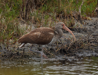 correction: White Ibis (Ibis blanc) - immature - not Limpkin/Courlan brun