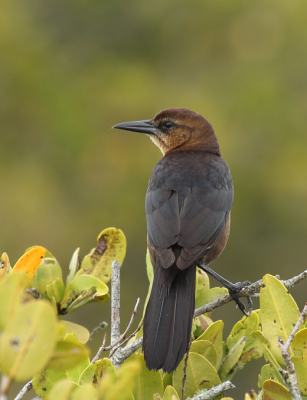 Boat-tailed Grackle/Quiscale des marais