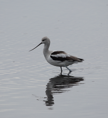 correction:  Avocette d'Amérique (American Avocet)Black-necked Stilt/Échasse d'Amérique