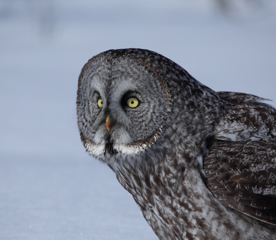 Great Gray Owl/Chouette lapone