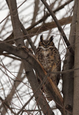 Great Horned Owl/Grand-duc d'Amérique