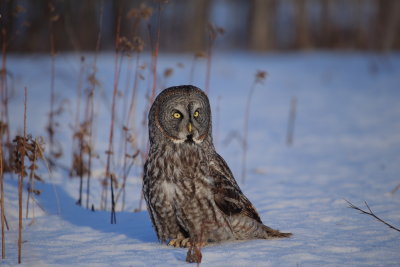 Great Gray Owl/Chouette lapone