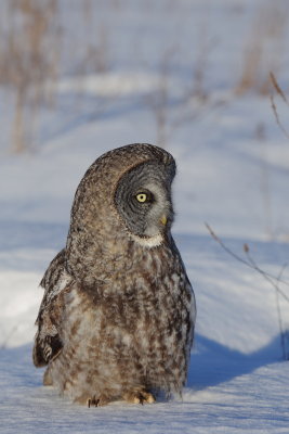 Great Gray Owl/Chouette lapone