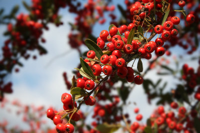 Berries