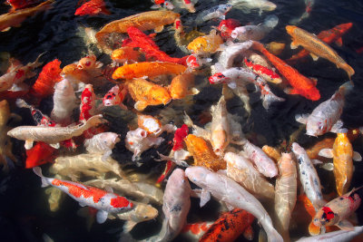 Goldfish