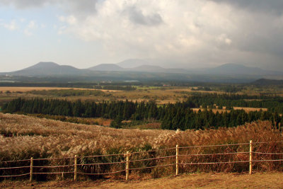 Golden fields
