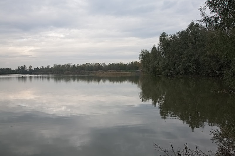 Torrile