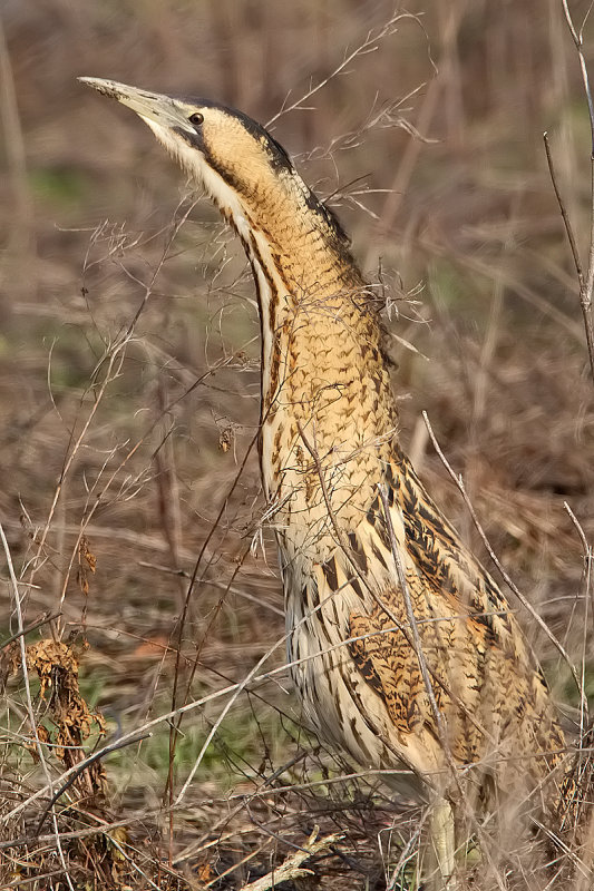 ED9F7879.jpg