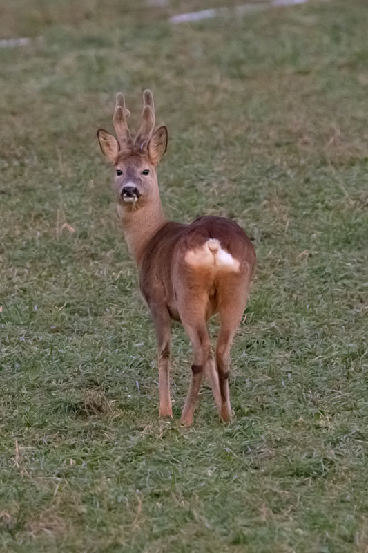 capriolo