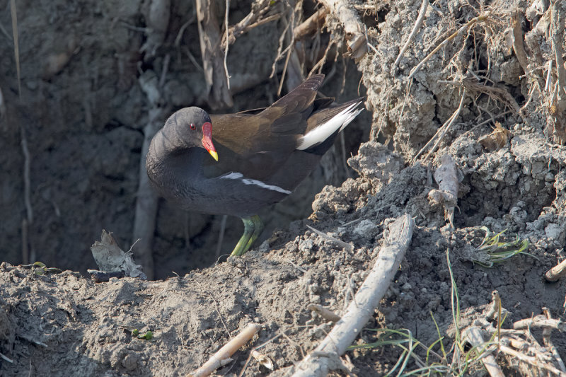 gallinella