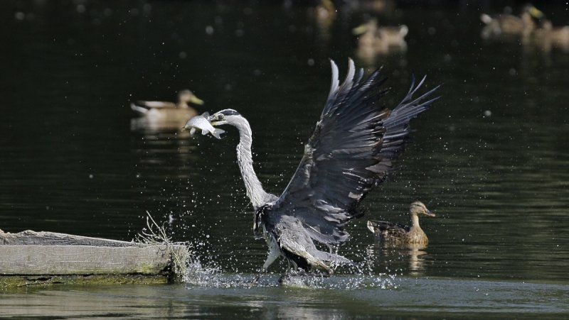 airone cenerino con pesce