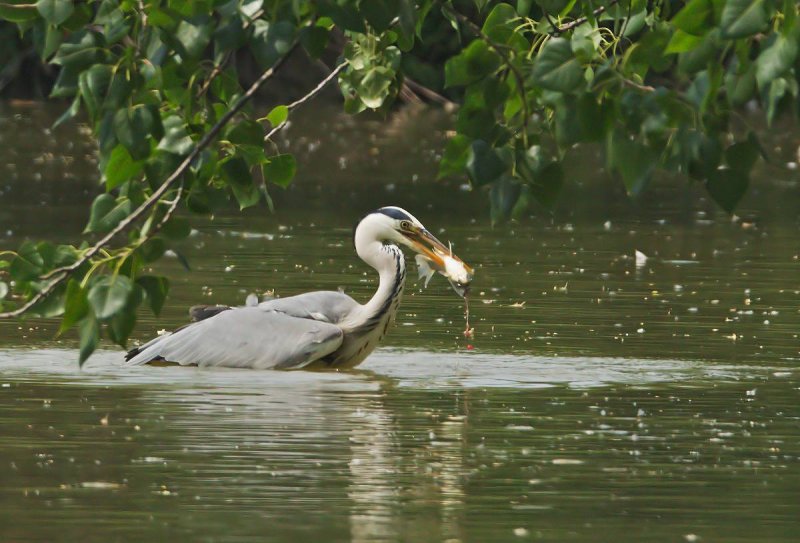 airone cenerino con pesce