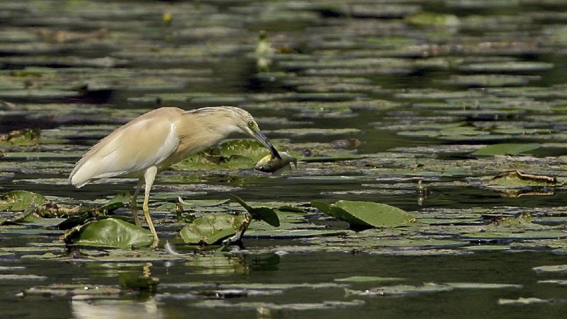 sgarza  ciuffetto   con pesce