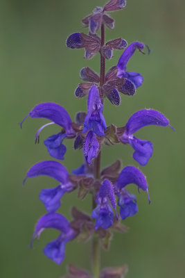 fiori_blu_e_violetti