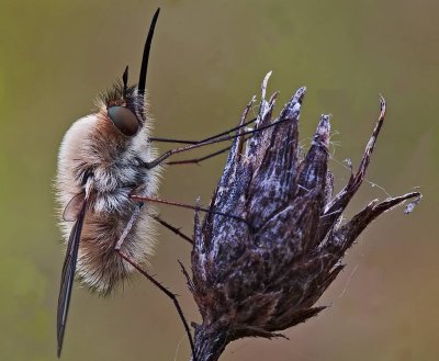 bombylius