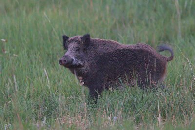 cinghiale