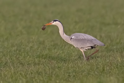 airone cenerino con arvicola