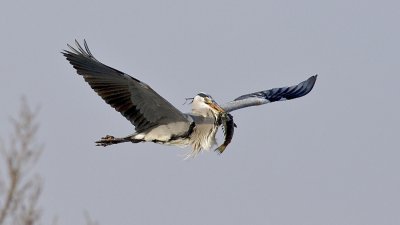 airone cenerino con pesce