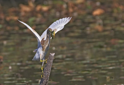 sgarza ciuffetto con pesce