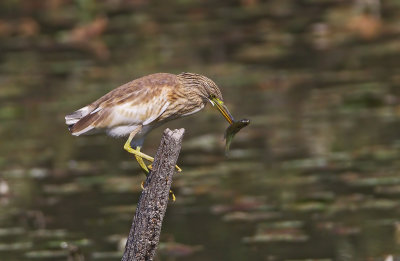 sgarza ciuffetto con pesce