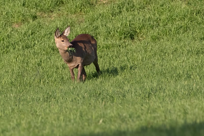 capriolo