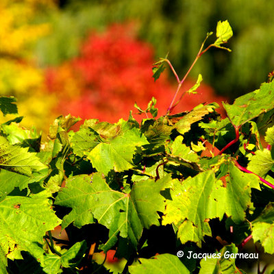 Vignoble