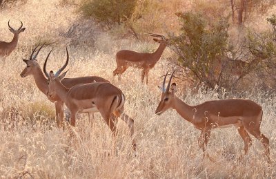 D3_133 Male Impala.jpg